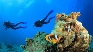 WHA_diving